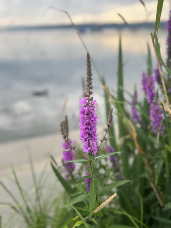 Close-up of a vibrant wildflower blooming near the water’s edge.