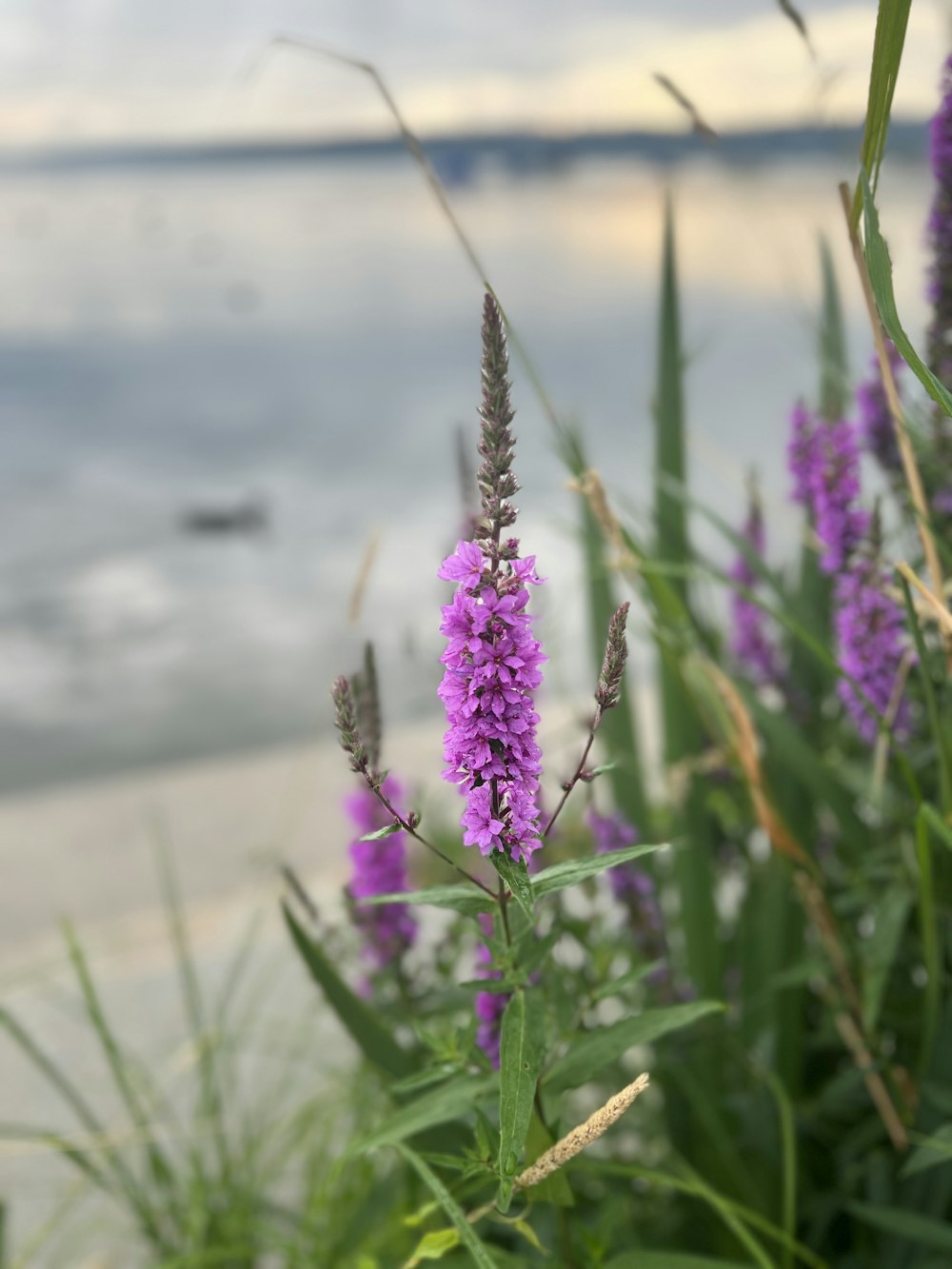 purple flowers are growing in the grass by the water