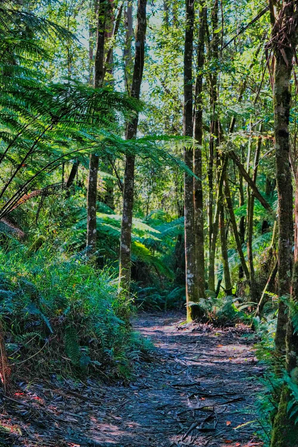 a path in the middle of a forest with lots of trees