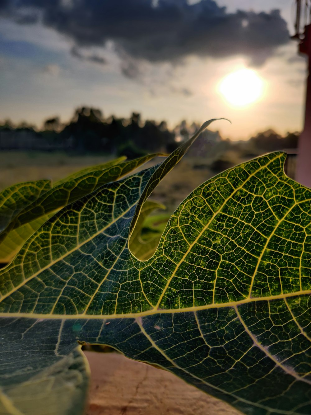 a close up of a leaf with the sun in the background