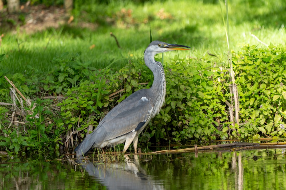 a bird standing on the edge of a body of water