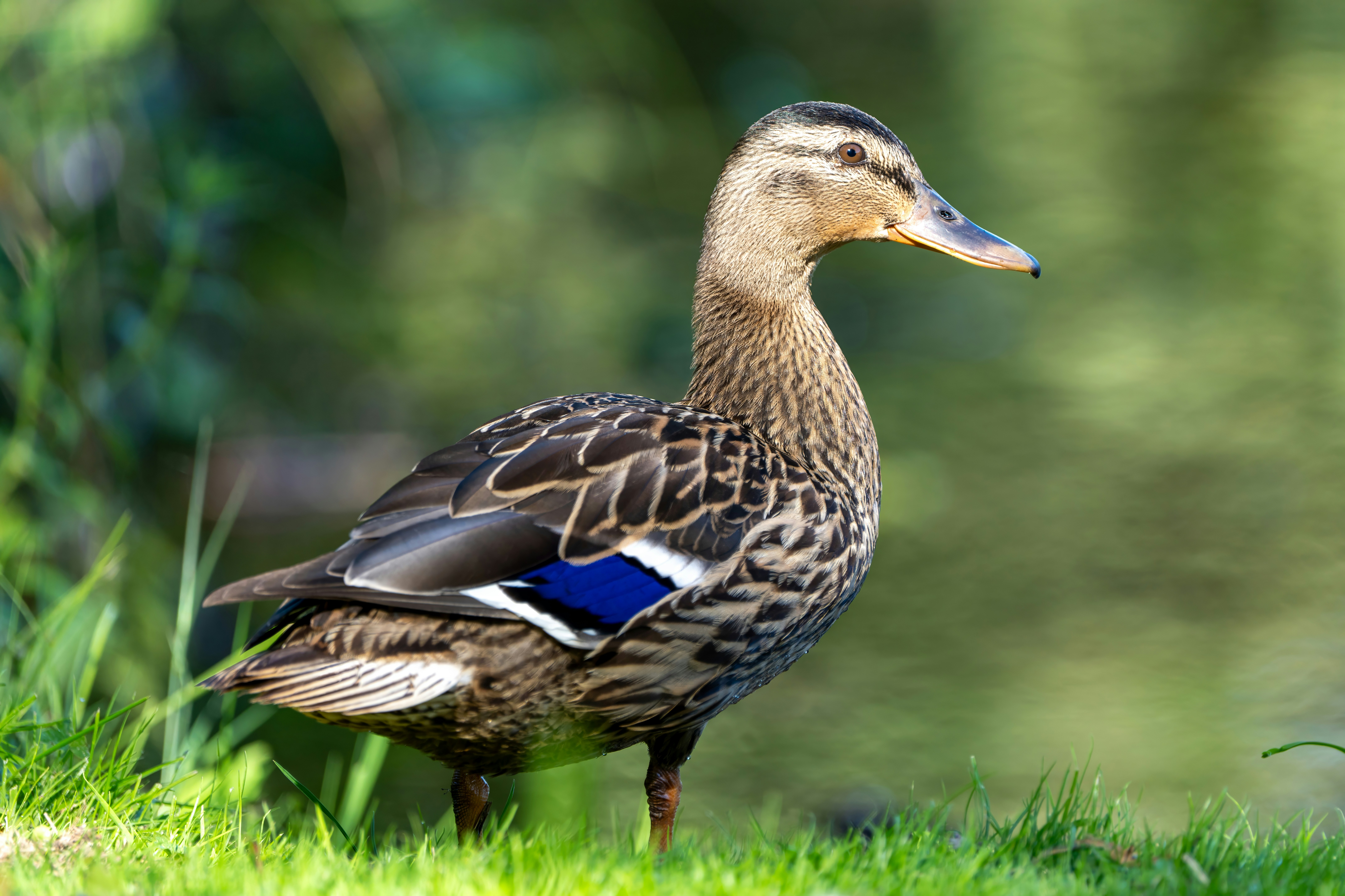 Photo by ronan_hello