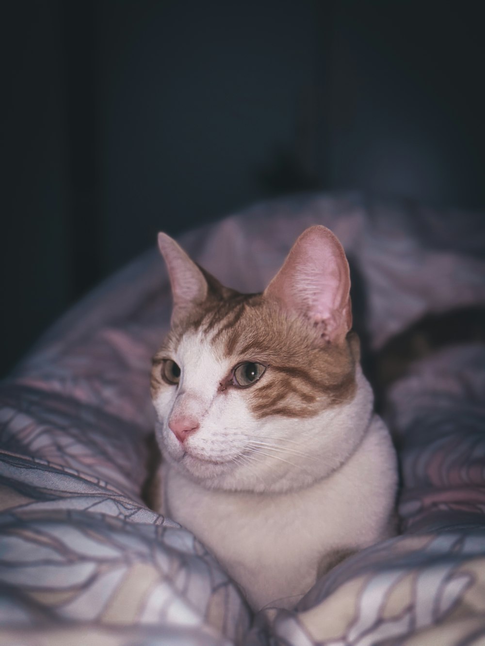a cat laying on a bed looking at the camera