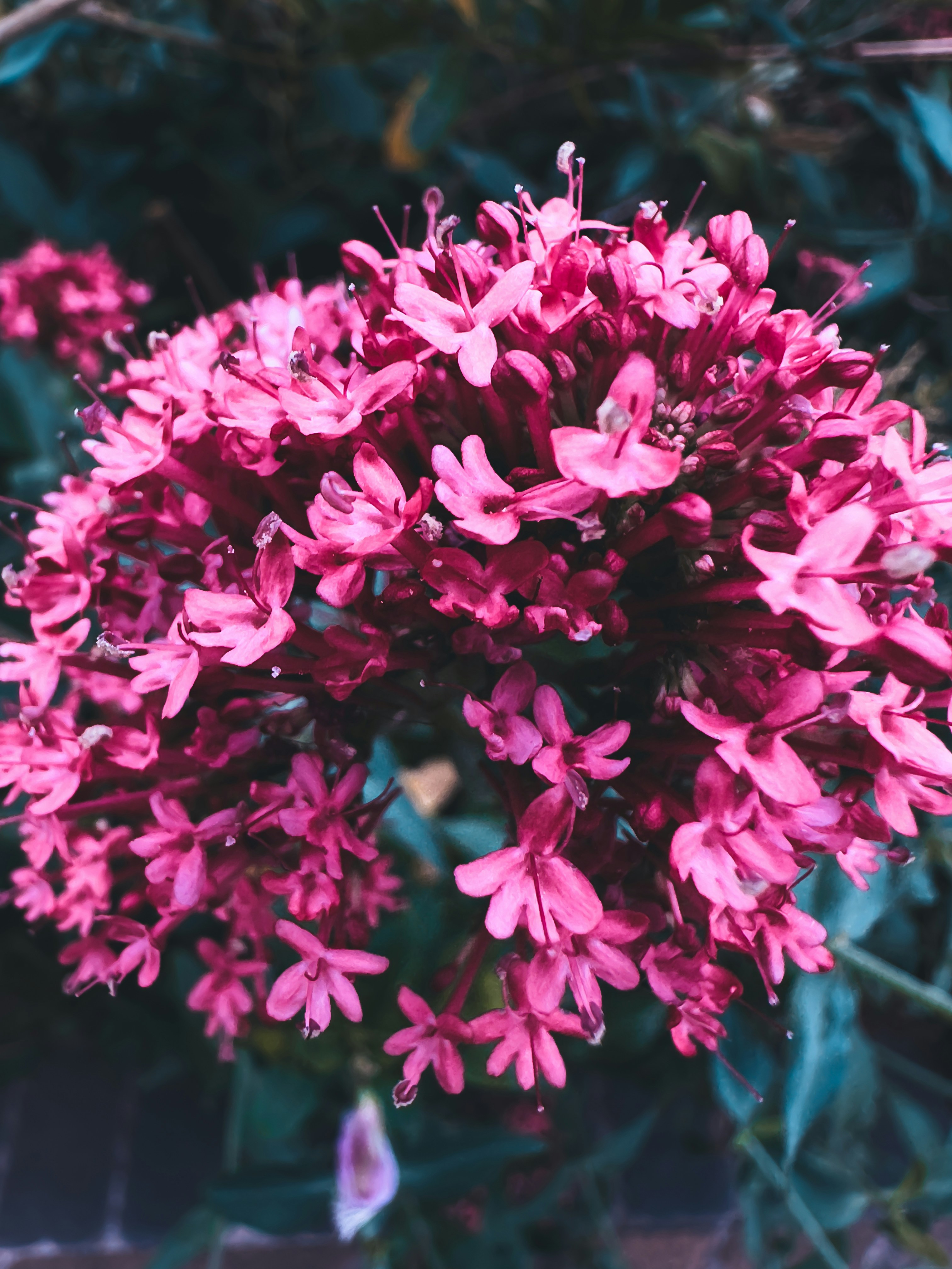 a close up of a bunch of pink flowers