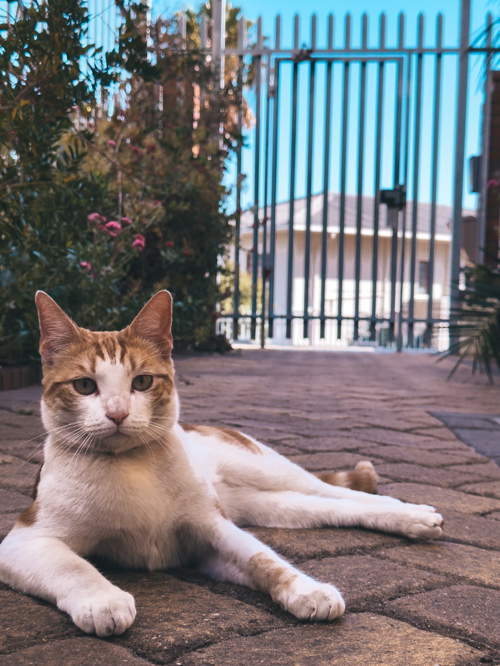 a cat laying on the ground in front of a gate