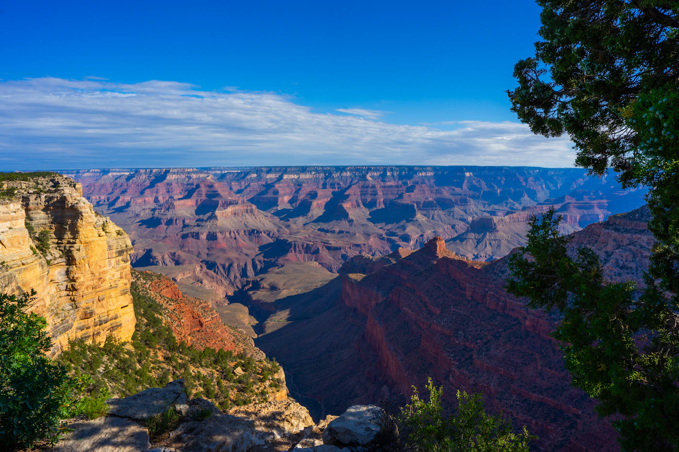 View from a forested canyon rim over the layered buttes and side canyons of the Grand Canyon