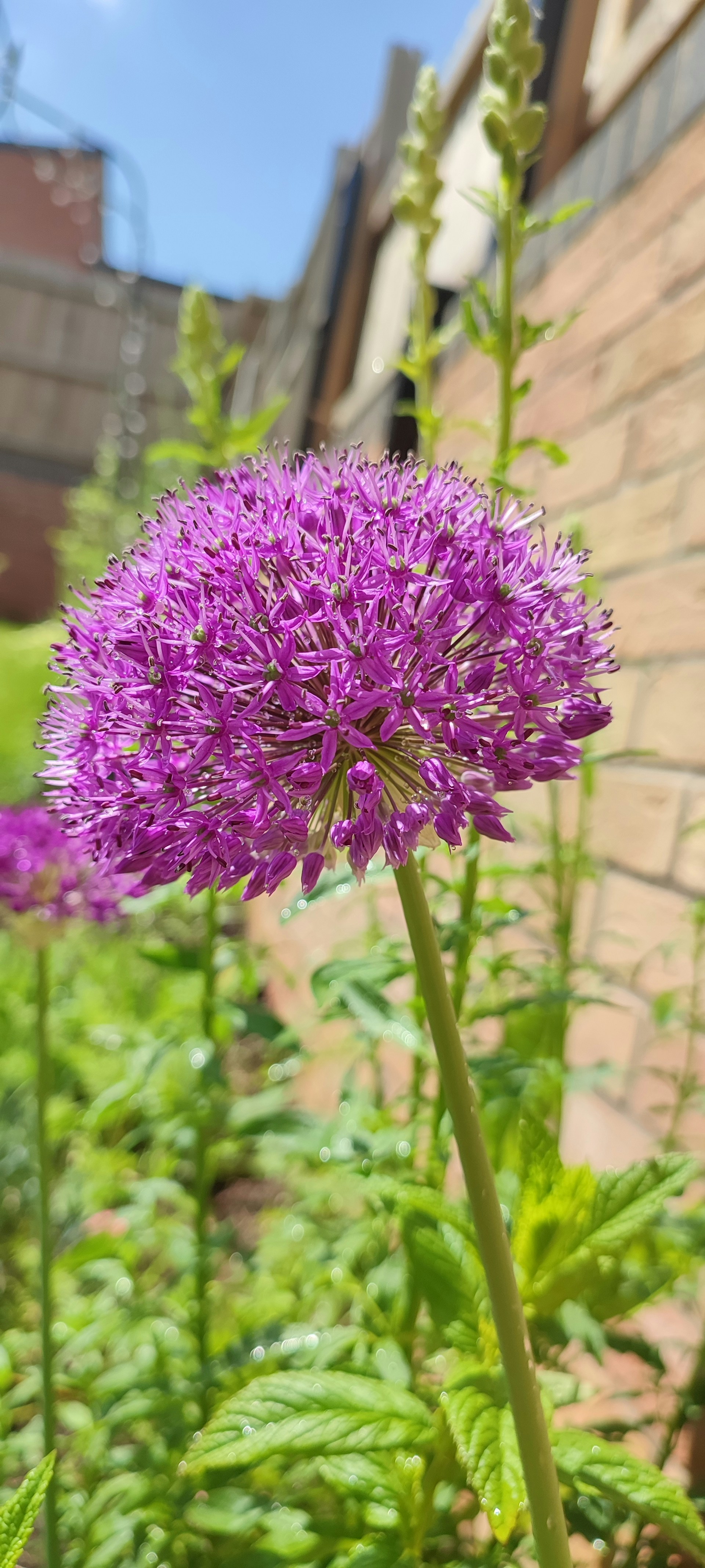 A vibrant purple allium flower blooms in the sunlight, with a densely packed spherical cluster of tiny flowers atop a tall, slender green stem. In the background, green foliage and a wooden fence are visible, with a gradient of focus providing depth to the image.