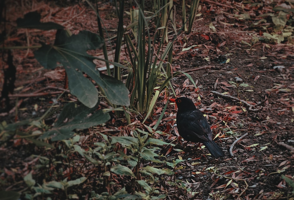 ein kleiner schwarzer Vogel, der auf dem Boden steht