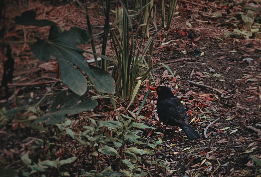 a small black bird standing on the ground