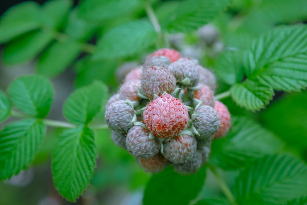 a close up of a bunch of berries on a tree