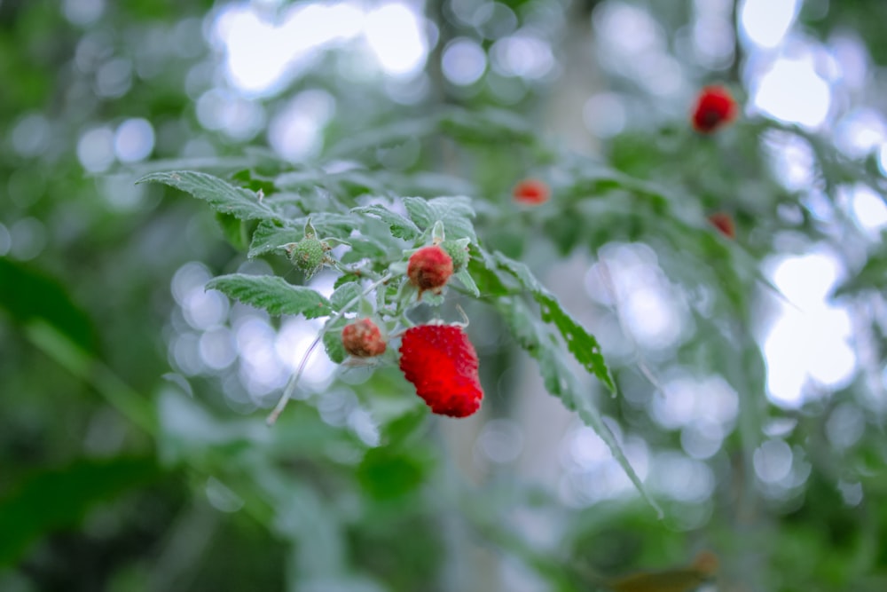 a close up of a tree with red berries