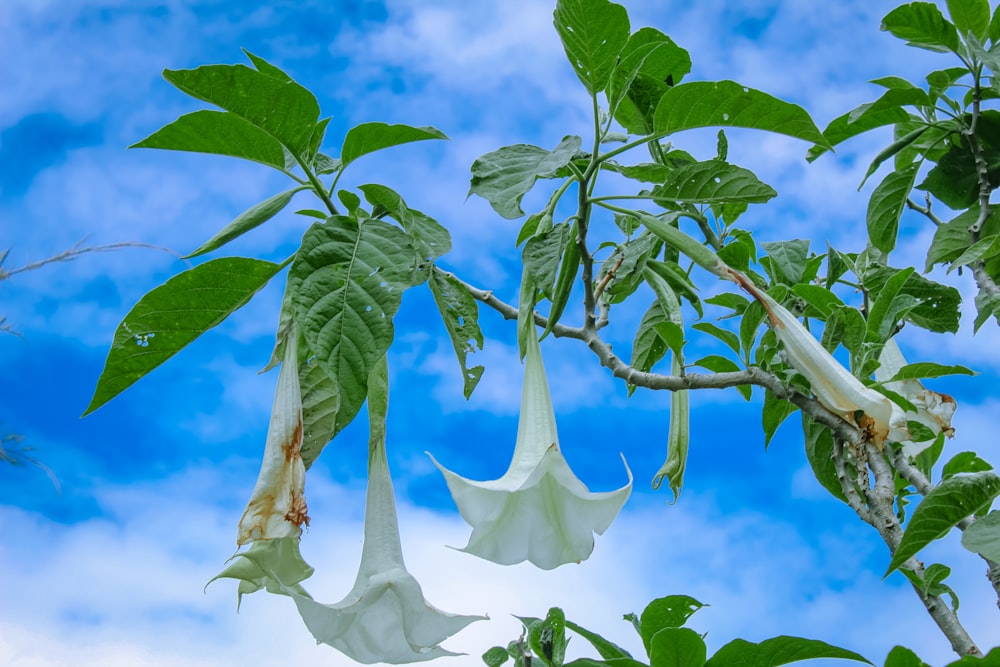 a tree with white flowers hanging from it's branches