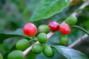 Close-up of ripe coffee cherries being handpicked from lush green coffee plants.