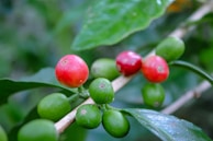 Close-up of coffee cherries on the branch, ripe and ready for harvest.