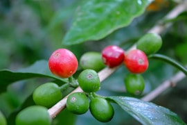 Close-up of ripe coffee cherries on a branch in an Ethiopian farm.