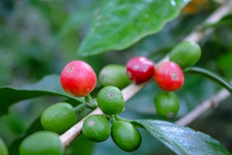 A close-up view of coffee cherries in varying stages of ripeness on a branch, with both red and green cherries visible. The surrounding leaves are lush and glossy, contributing to a vibrant and lively scene.