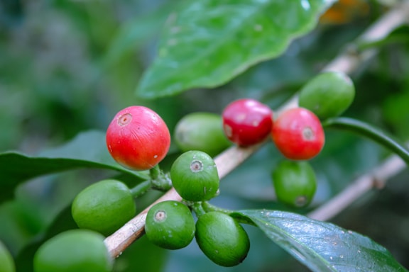 A close-up view of coffee cherries in varying stages of ripeness on a branch, with both red and green cherries visible. The surrounding leaves are lush and glossy, contributing to a vibrant and lively scene.