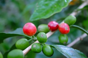 Close-up of ripe robusta coffee cherries on the branch.