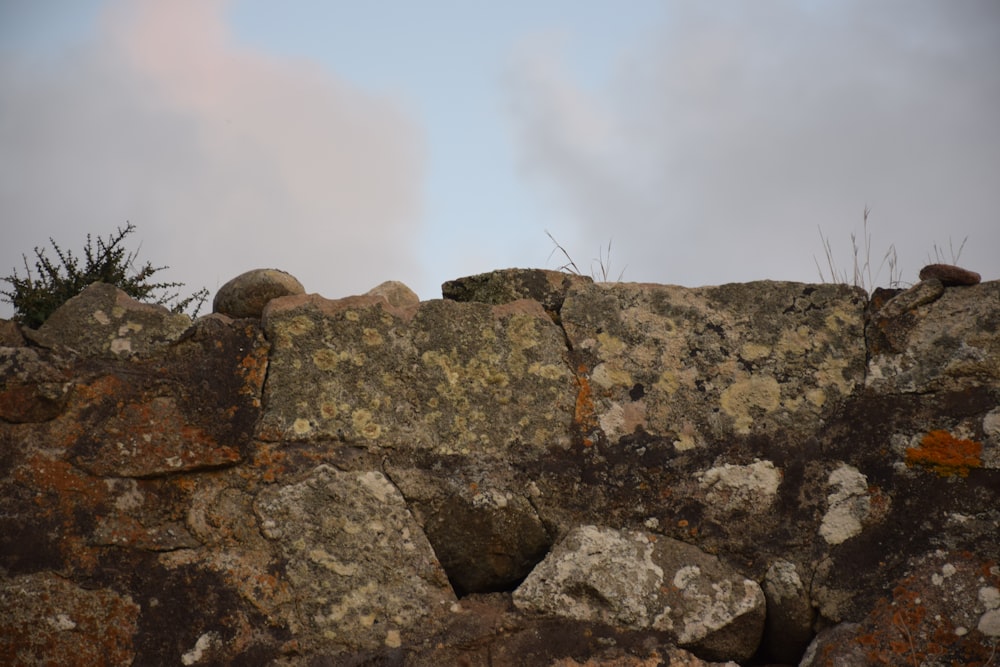 una pared de roca con musgo creciendo en ella