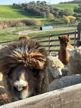 A close-up of a curious alpaca with a fluffy brown coat looking over a wooden fence. Other alpacas are visible in the background within a fenced enclosure. The setting is a lush, green countryside with rolling hills, trees, and an open field.