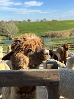 An alpaca enjoying a sunny day in the pasture.