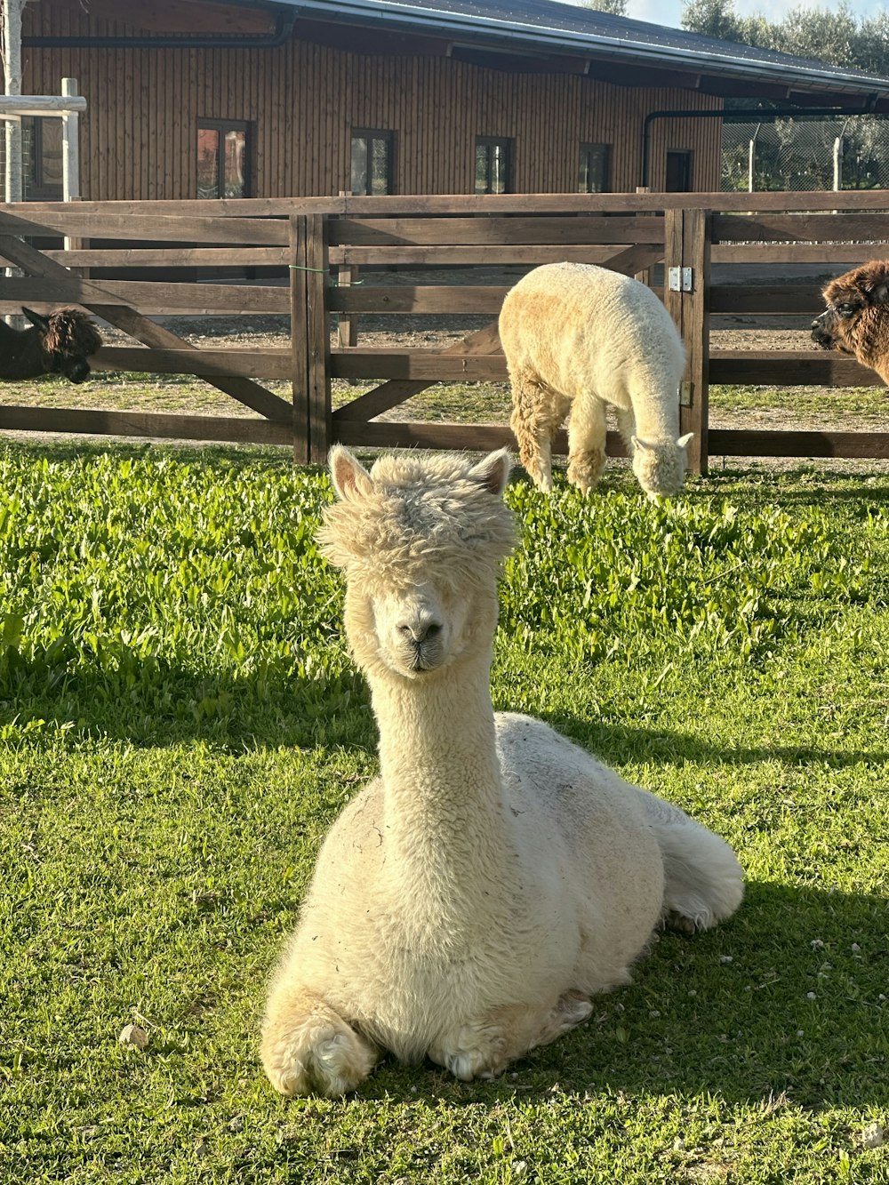 an alpaca sitting in the grass in front of a fence
