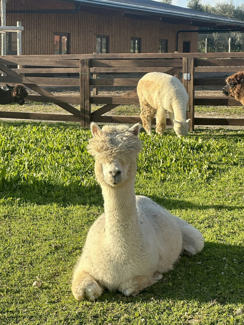 ein Alpaka, das im Gras vor einem Zaun sitzt