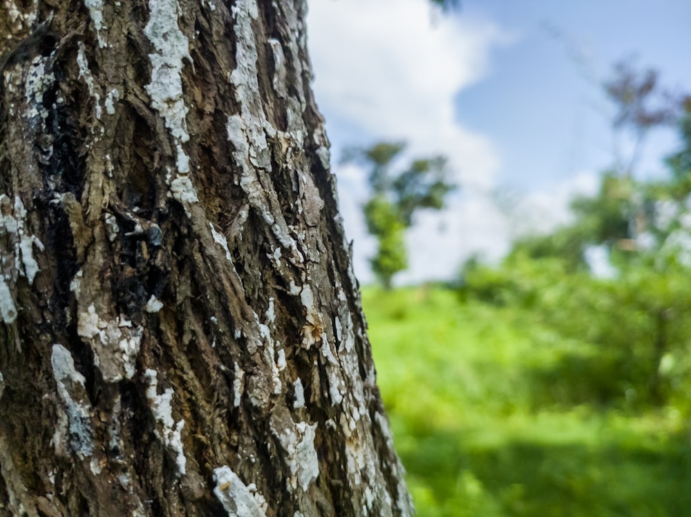 a close up of the bark of a tree