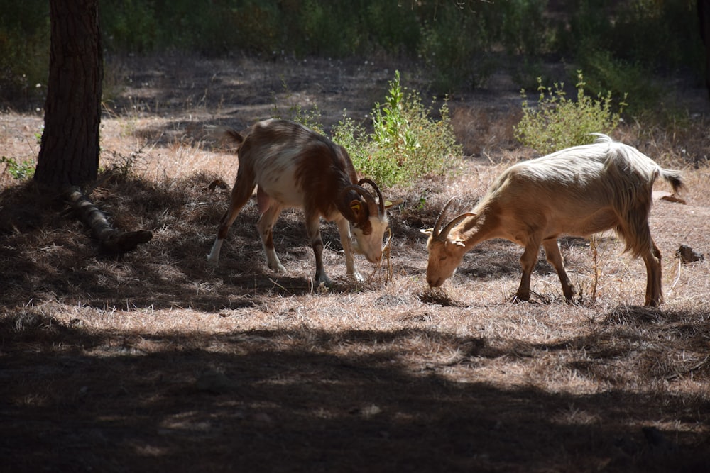 Un par de animales que están parados en la hierba