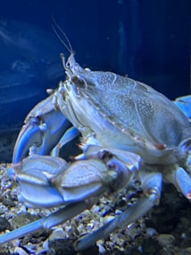 A close-up view of a crab with a detailed shell texture and prominent pincers. The crab is positioned against a dark, deep blue background, possibly indicative of an aquarium setting. The ground below the crab appears to consist of small rocks or gravel.
