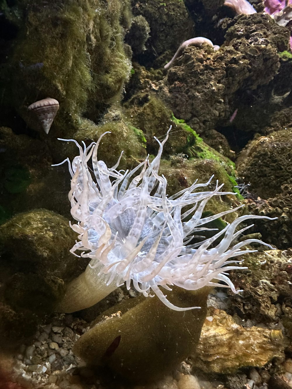 Una anémona de mar blanca en un acuario