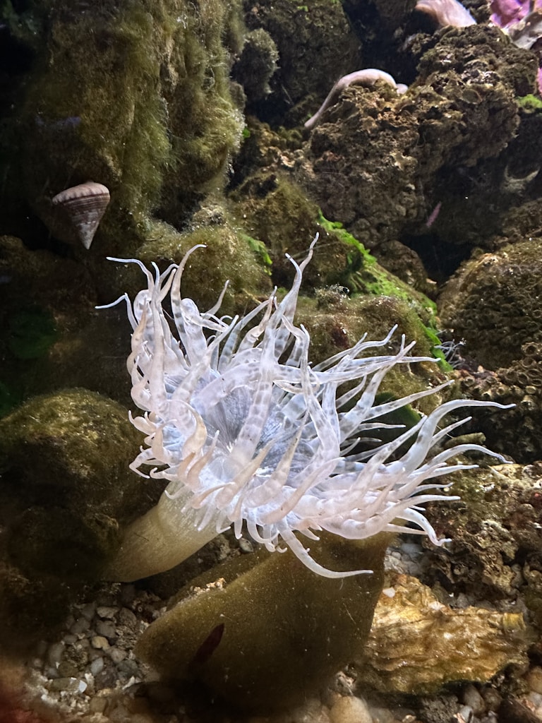 Arenicola