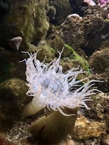 Arenicola