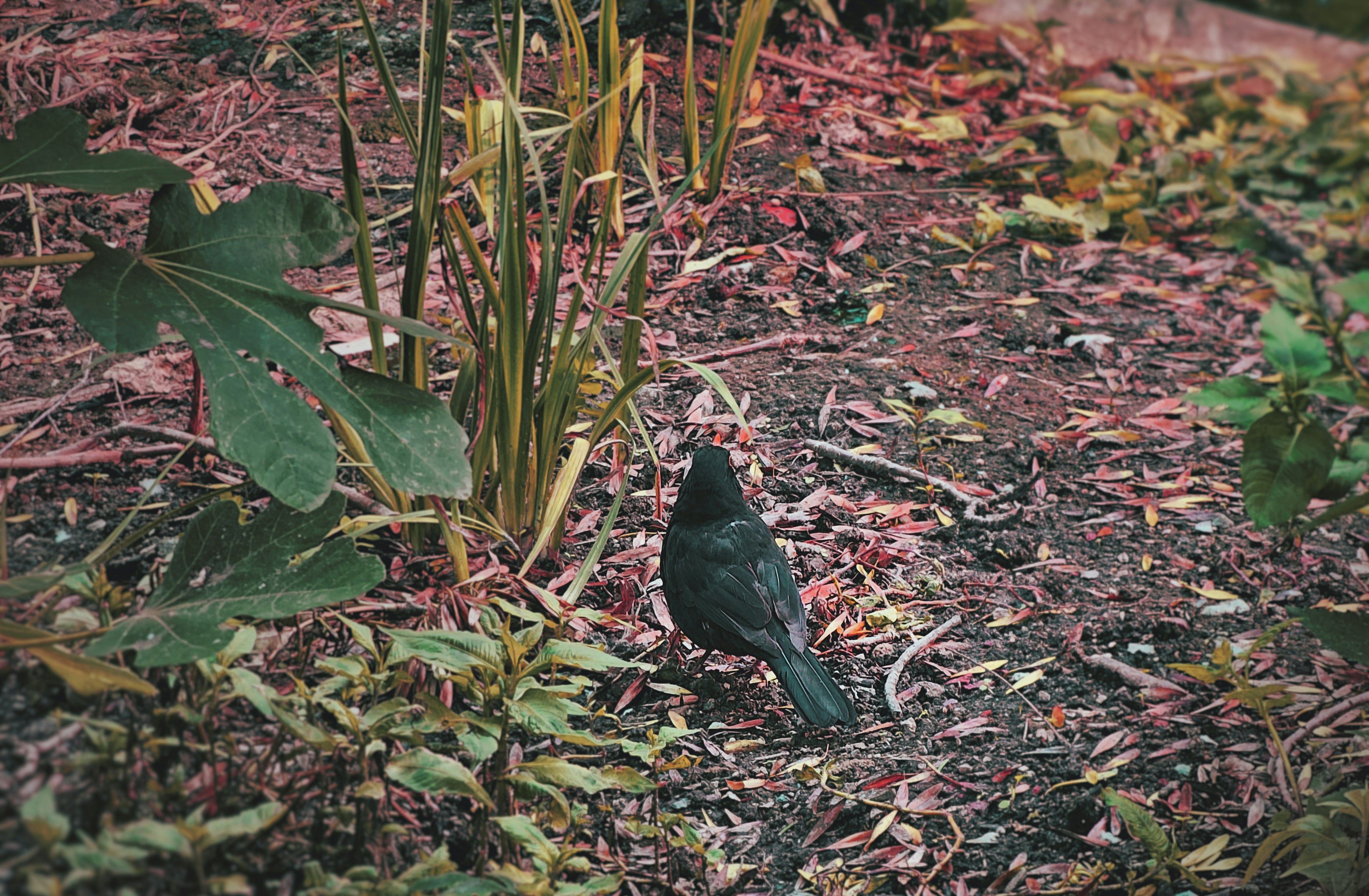 a black bird is standing on the ground