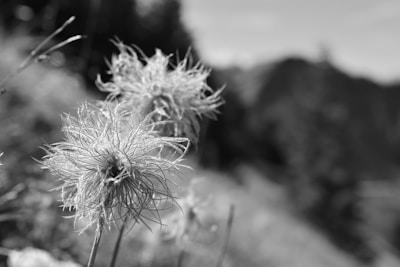 Close-up watercolor capturing the translucent petals of a wildflower.