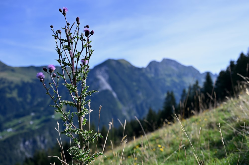 a plant in the foreground with mountains in the background