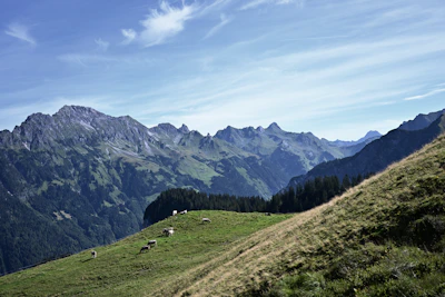 A panoramic view of rolling hills with grazing cattle and a small lake.