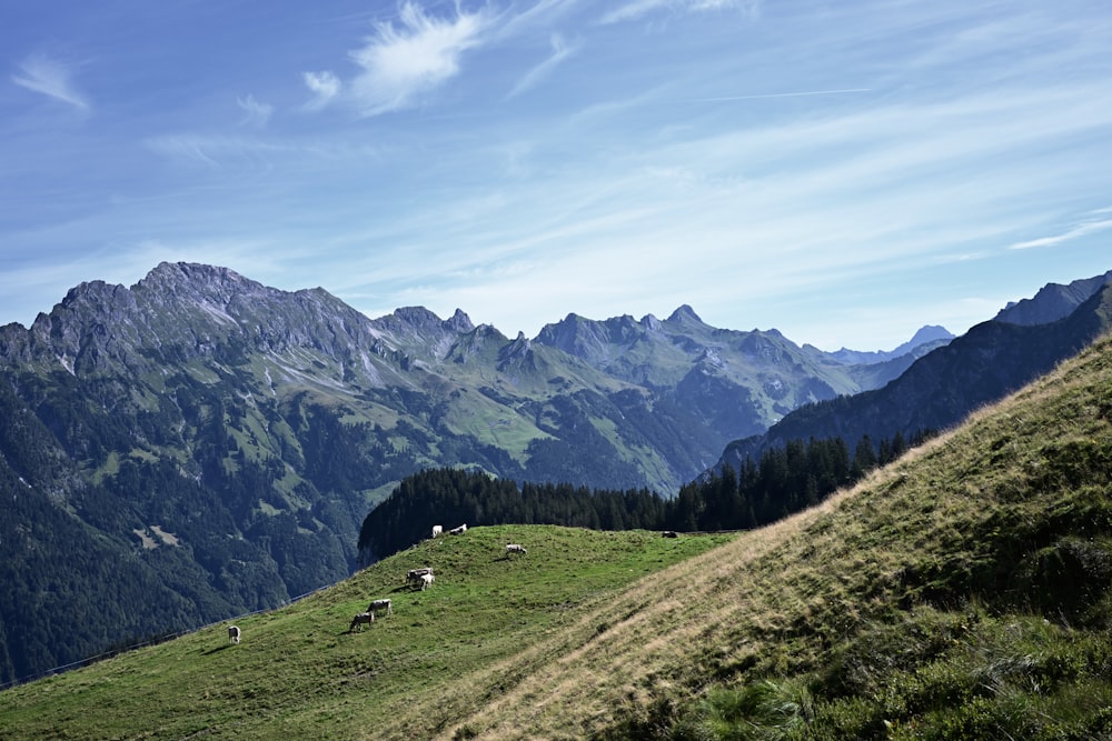 a herd of sheep grazing on a lush green hillside