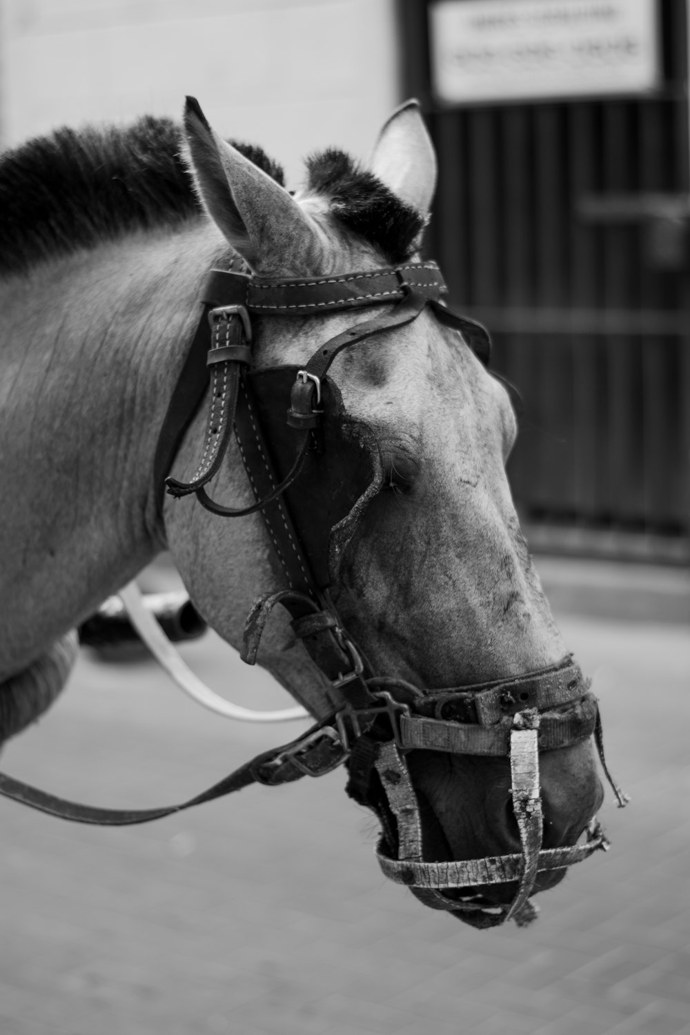 a black and white photo of a horse wearing a bridle