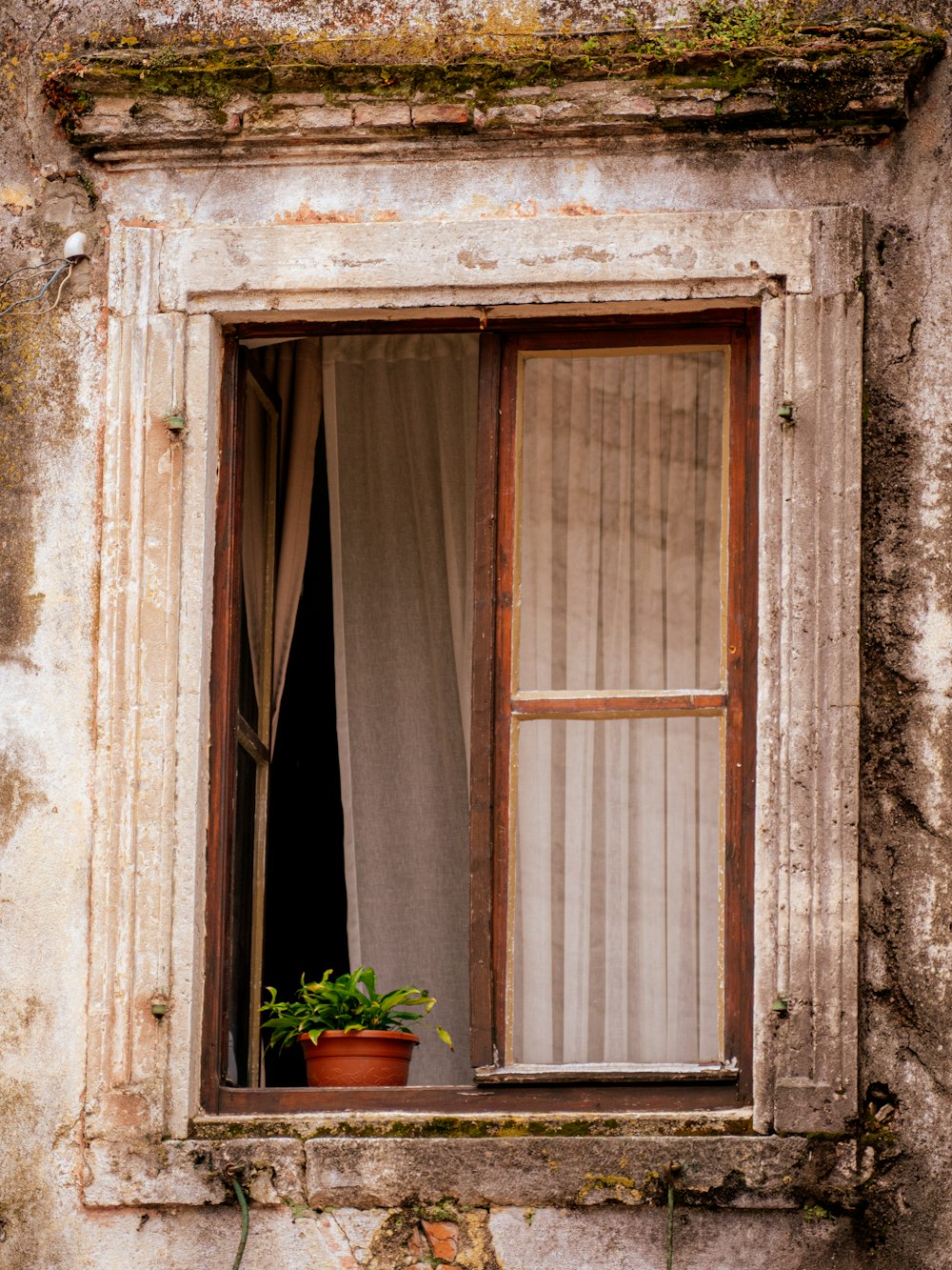 a window with a curtain and a potted plant