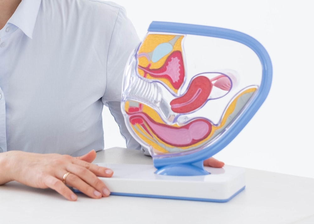 a woman sitting at a desk with a model of a stomach