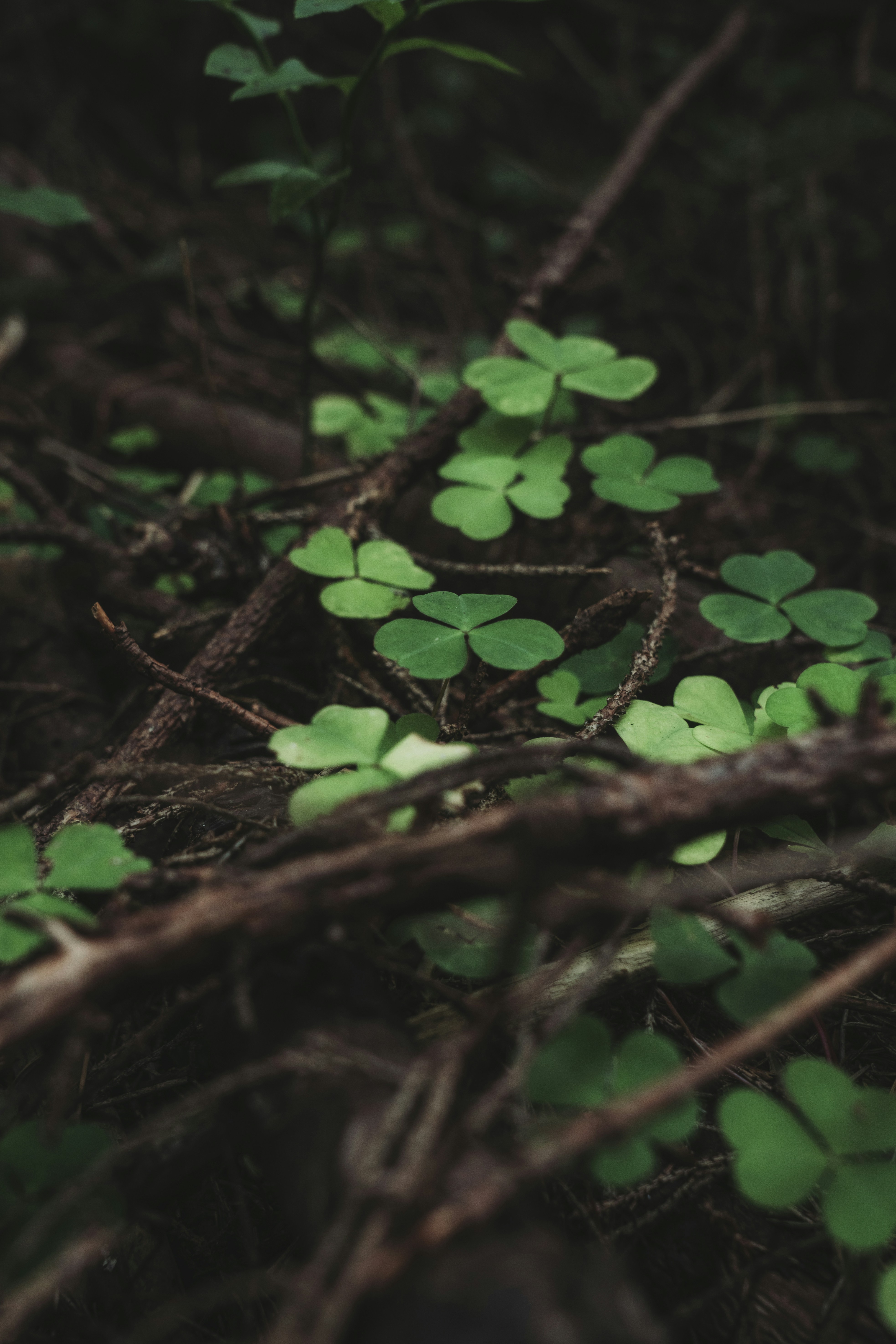 a bunch of green leaves on the ground