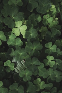 Clover Treasures
