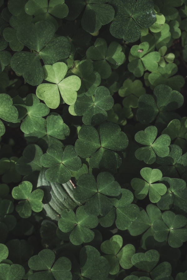 Clover Treasures