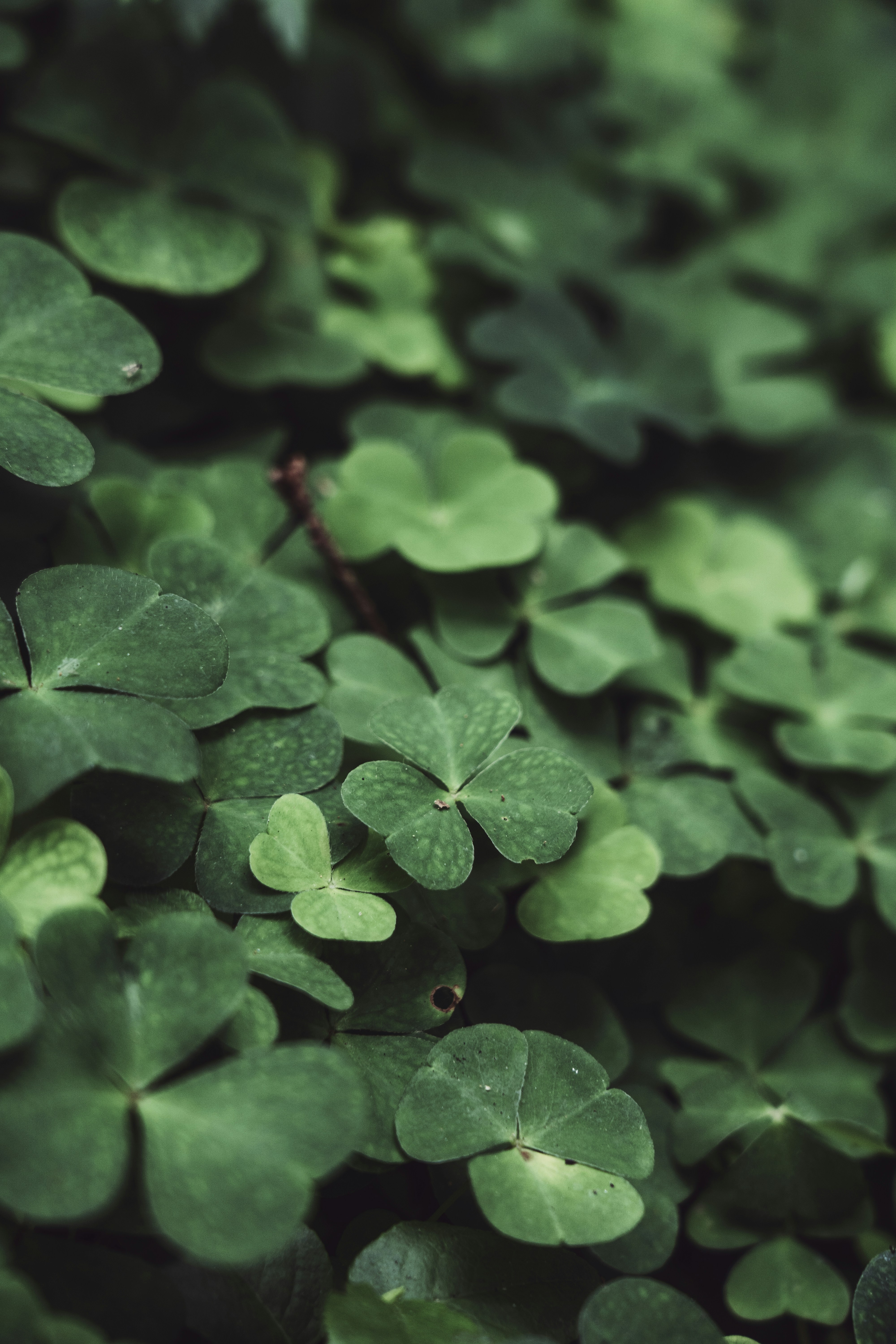 Photo by svetlanaaprel