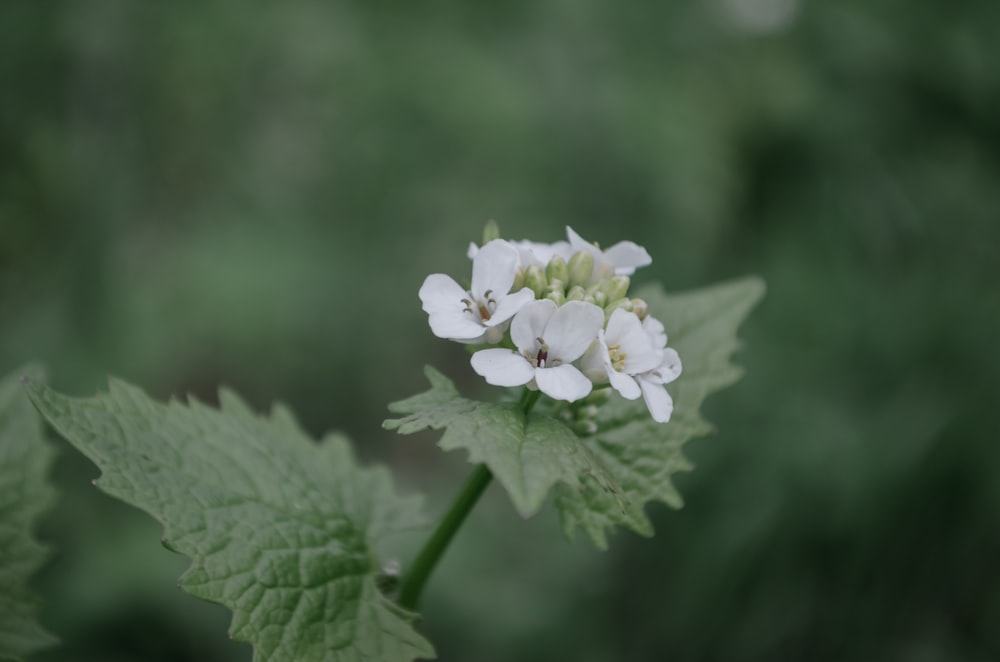 a close up of a white flower with green leaves