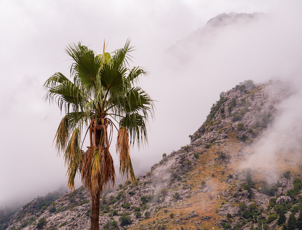 a palm tree in front of a mountain