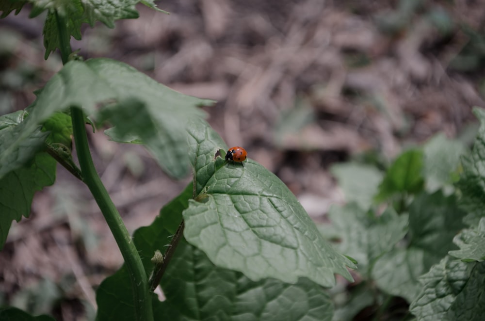 a ladybug sitting on top of a green leaf