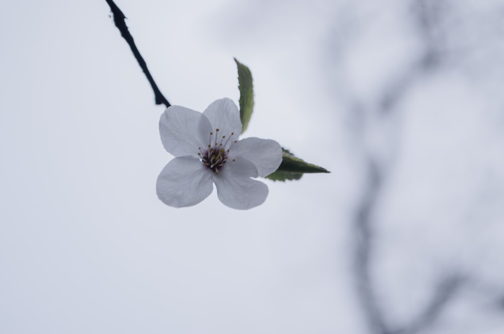 a close up of a flower on a tree branch