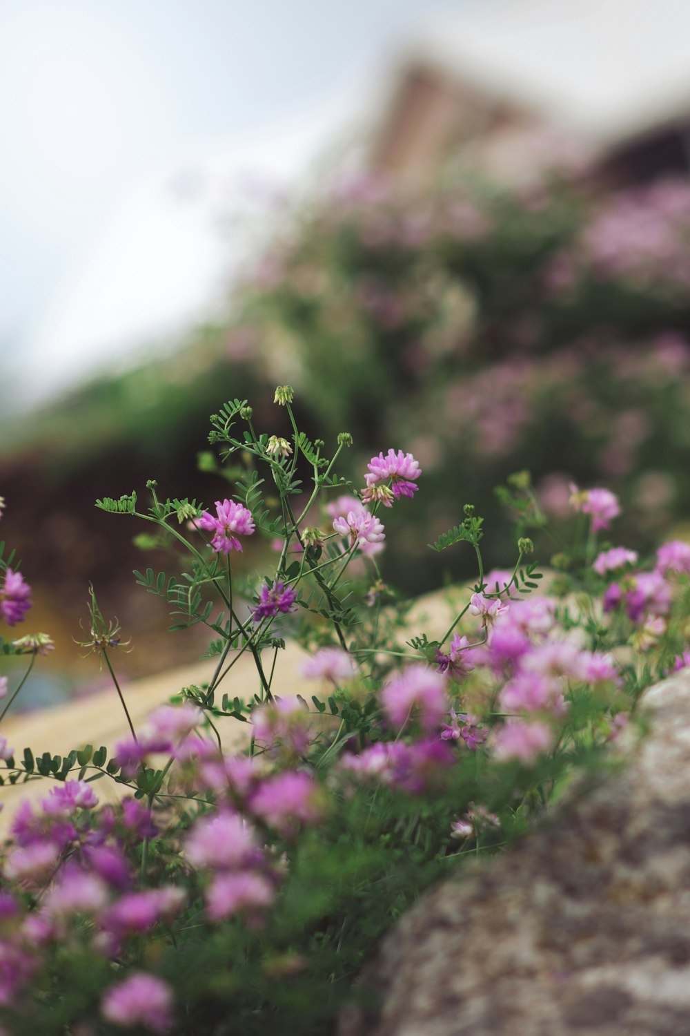 a bunch of purple flowers growing out of a rock